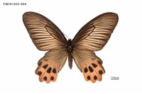 藏品(曙鳳蝶)的圖片